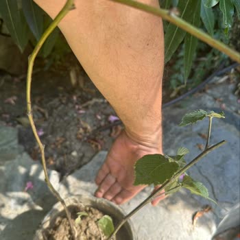 Aldığım Böğürtlen Fidanı Kırık Geldi, Firma Sorumluluk Almadı