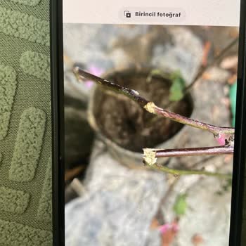 Aldığım Böğürtlen Fidanı Kırık Geldi, Firma Sorumluluk Almadı