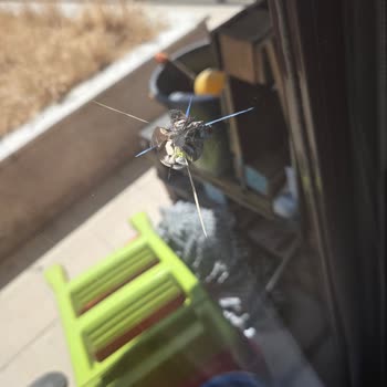 Teras Önündeki Bakımsız Saksılar Ve Cam Çatlaklarıyla İlgilenilmiyor