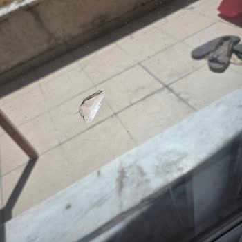 Teras Önündeki Bakımsız Saksılar Ve Cam Çatlaklarıyla İlgilenilmiyor