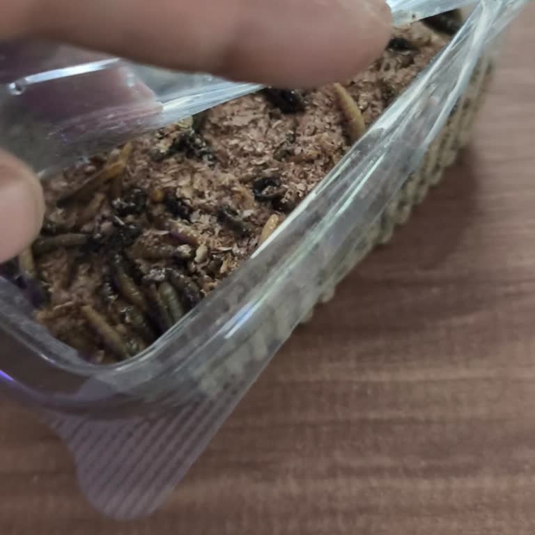 Ölü Un Kurdu Teslimatı Ve Kaba Müşteri Hizmetleri Mağduriyeti