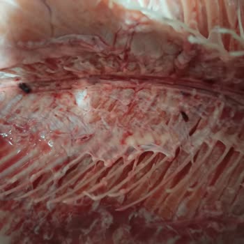 Carrefour Online Siparişimde Eksik Ve Bayat Balık Teslimatı