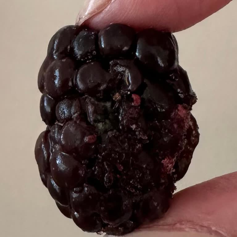 Küflenmiş Orman Meyveleri Ve Hijyen Sorunu