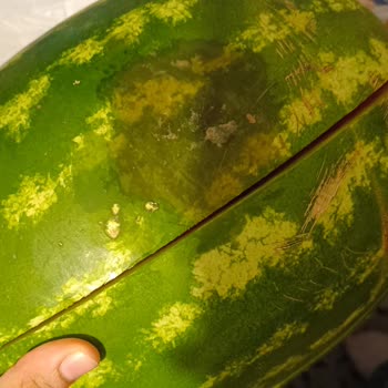 Carrefourdan Gelen Kıyma Bozuk Karpuz İse Yumuşamış Ve Kokuyordu