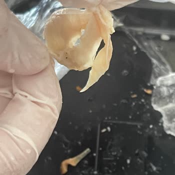 Akşeker Group Kokoreçte Temizlik Sorunu Ve Kötü Koku