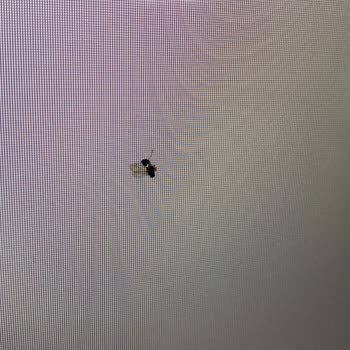 Yeni Alınan Vestel Televizyonun Ekranında Sinek Sorunu Ve Yüksek Servis Ücreti