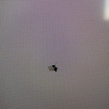 Yeni Alınan Vestel Televizyonun Ekranında Sinek Sorunu Ve Yüksek Servis Ücreti