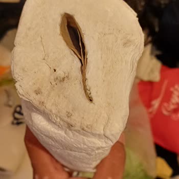 Küflü Ve Hasarlı Havlu Kağıt Satışı Mağduriyeti