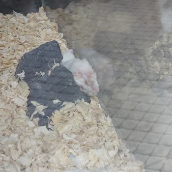 Yaralı Hamster İçin İlgisiz Yaklaşım