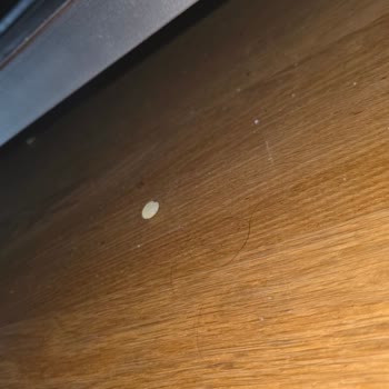 Beş Yıldızlı Otelde Karınca İstilası Ve Güvenlik Zafiyeti Yaşadık