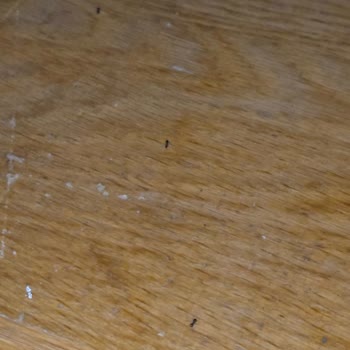 Beş Yıldızlı Otelde Karınca İstilası Ve Güvenlik Zafiyeti Yaşadık