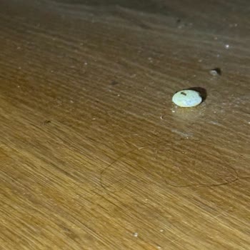 Beş Yıldızlı Otelde Karınca İstilası Ve Güvenlik Zafiyeti Yaşadık