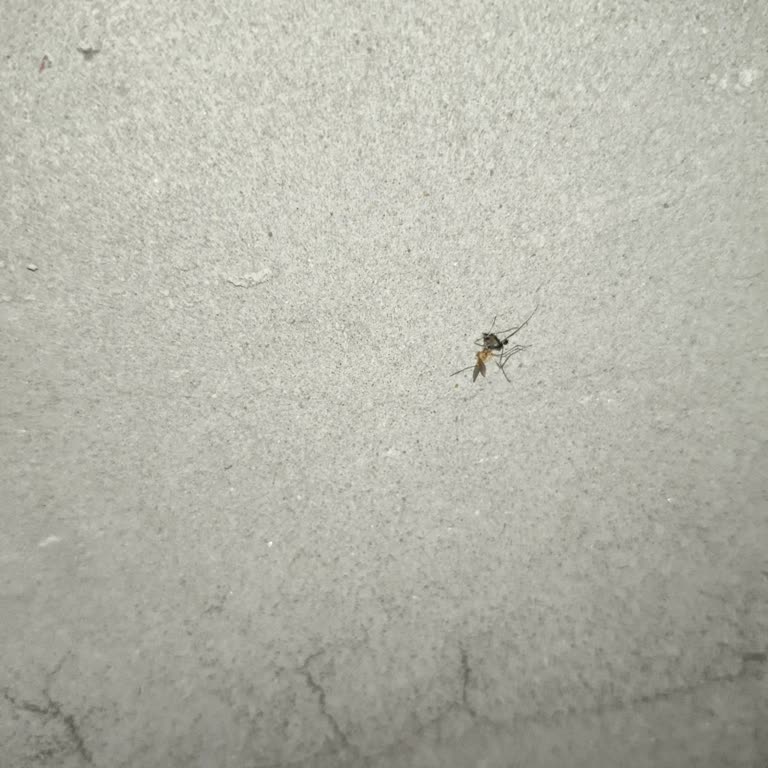 Sivrisinek İlaçlaması Eksikliği Uyku Sorunu Yaşatıyor