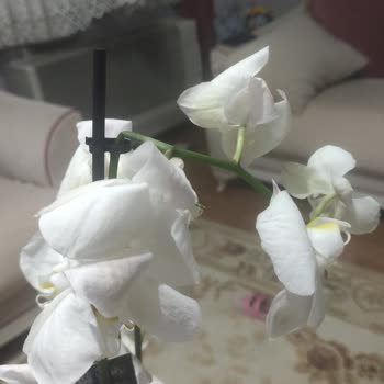 Kırık Ve Solmuş Orkideyi Satıcı Sahiplenmedi