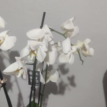 Kırık Ve Solmuş Orkideyi Satıcı Sahiplenmedi