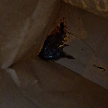 Pwb Peanut Waffle Belgium: Bayat Ve Ezilmiş Ürün Teslimatı