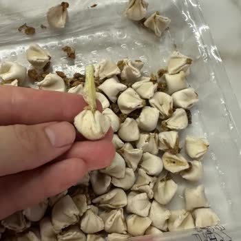 Mantıdan Marul Parçası Çıktı, Güvenim Sarsıldı