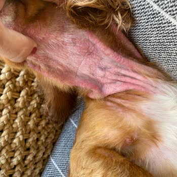 Yüksek Ücretlere Rağmen Yanlış Teşhis Ve Başarısız Tedaviyle Hayal Kırıklığı Yaşadık