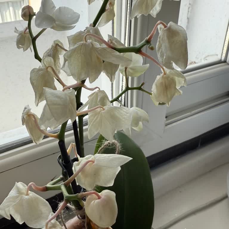 Teslim Edilen Orkide Bir Günde Soldu, Mağduriyetimin Giderilmesini İstiyorum