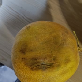 Çürük Ve Kötü Kokulu Ürünlere Yetersiz Destek