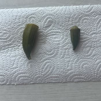 Sipariş Edilen Bamya Görsellerle Uyuşmuyor Ve Şikayetler Dikkate Alınmıyor