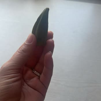 Sipariş Edilen Bamya Görsellerle Uyuşmuyor Ve Şikayetler Dikkate Alınmıyor