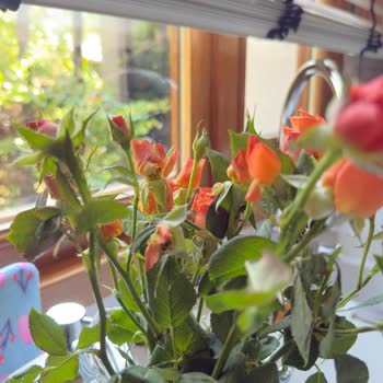 Doğum Günü İçin Gönderilen Solmuş Çiçek Hayal Kırıklığı Yarattı