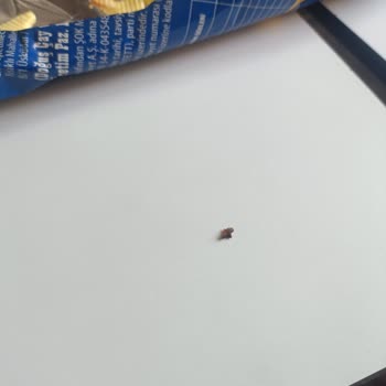 Aldığım Üründen Böcek Çıktı, Hayal Kırıklığına Uğradım