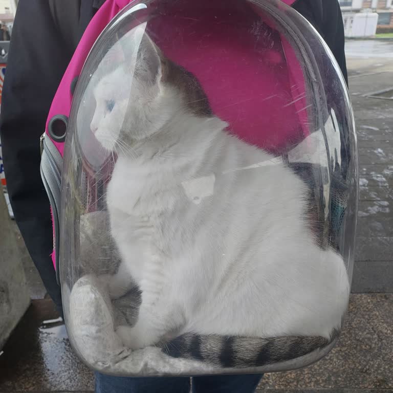 Kapalı Taşıma Çantasında Kediyle Marketten Çıkarılmam