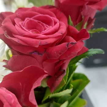 Aldığım Çiçek Görselden Çok Farklı Ve Müşteri Hizmetleri Yetersiz