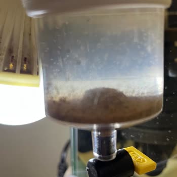 Rotipet Artemia Yumurtasında Sorun Yaşıyorum!