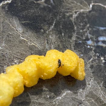 Çerezza Kokteyl Cips Paketinden Böcek Çıkması Nedeniyle Hayal Kırıklığı