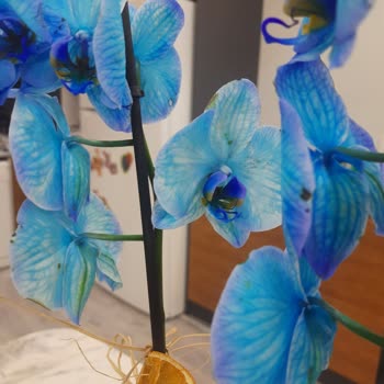 Aldığım Mavi Orkide Boyalı Ve Bakımsız Çıktı