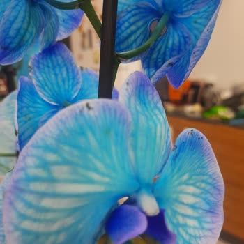 Aldığım Mavi Orkide Boyalı Ve Bakımsız Çıktı