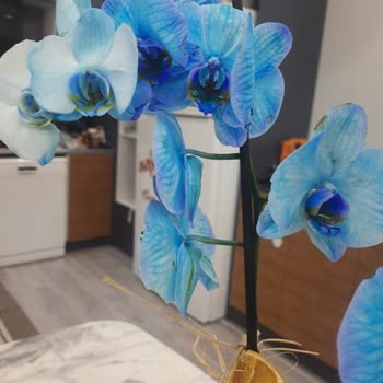 Aldığım Mavi Orkide Boyalı Ve Bakımsız Çıktı
