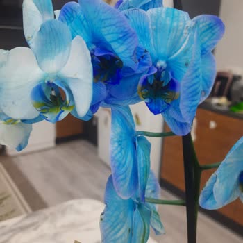 Aldığım Mavi Orkide Boyalı Ve Bakımsız Çıktı