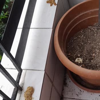 Enjoy Mama Sonrası Kusma Ve Yetersiz Müşteri Desteği