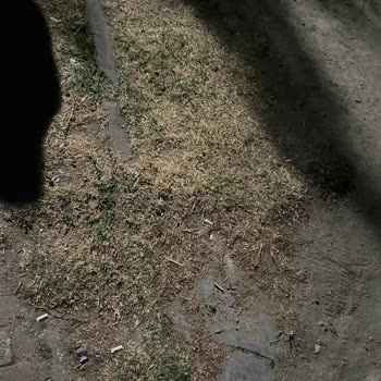 Parkın Bakımsızlığı ve Çocuklar İçin Güvenlik Sorunları Hakkında Şikayet