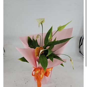 Solmuş Çiçek, Geç Teslimat Ve Kötü Deneyim: İade Talebim Var