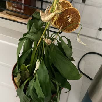 Solmuş Çiçek, Geç Teslimat Ve Kötü Deneyim: İade Talebim Var