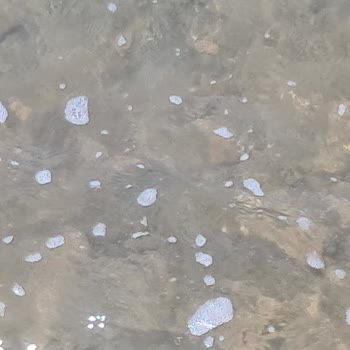 Foça Belediyesi Karakum Denizinde Atık Sorunu