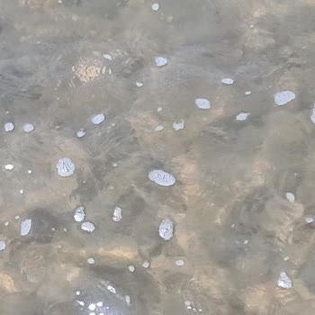 Foça Belediyesi Karakum Denizinde Atık Sorunu