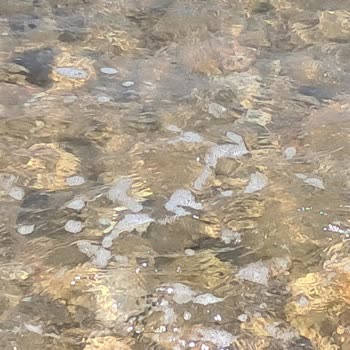 Foça Belediyesi Karakum Denizinde Atık Sorunu