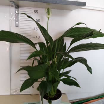 Sipariş Görseli Ve Ürün Uyumsuzluğu Müşteri Hizmetleri Sorunu