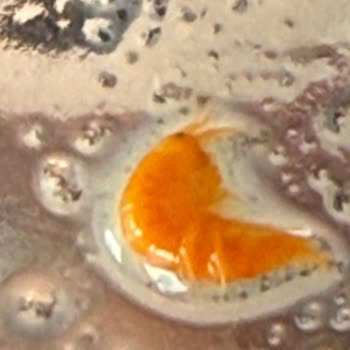 Nescafe 3'ü 1 Arada Paketinde Böcek Şoku Yaşadık