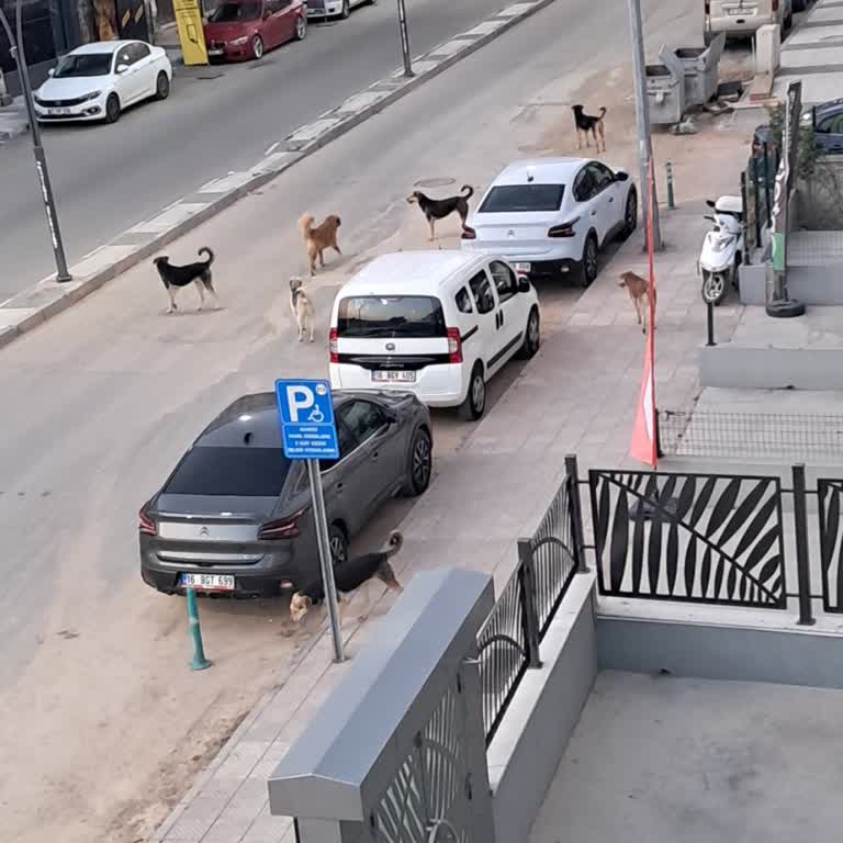 Sokak Köpekleri İçin Acil Önlem Talebi