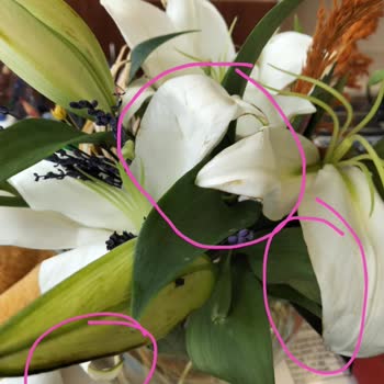 Siparişimde Beklentimi Karşılamayan Çiçek Ve Hediye Teslimatı