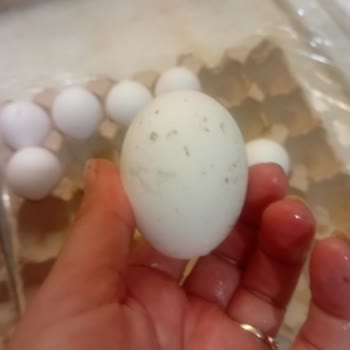 A101 Aldığım Yumurtalar Küflü Ve Bozulmuş Çıktı