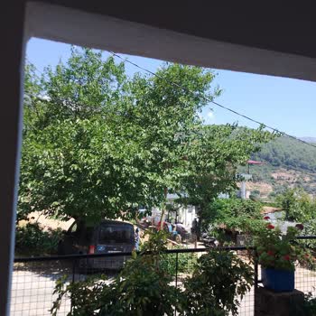 Belediyenin İzinsiz Ağaç Kesimi Ve Saygısız Yaklaşımı