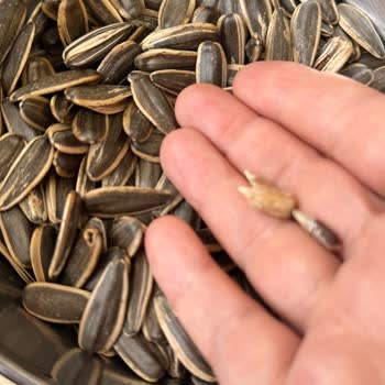 Çitlekçi Aldığım Çekirdeklerde Yanık Ve Kötü Koku Sorunu Yaşadım